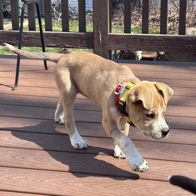 James Brown  Local thumbnail 4