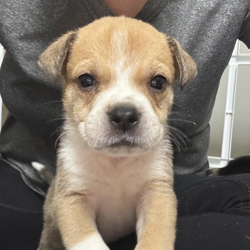 James Brown  Local thumbnail 6