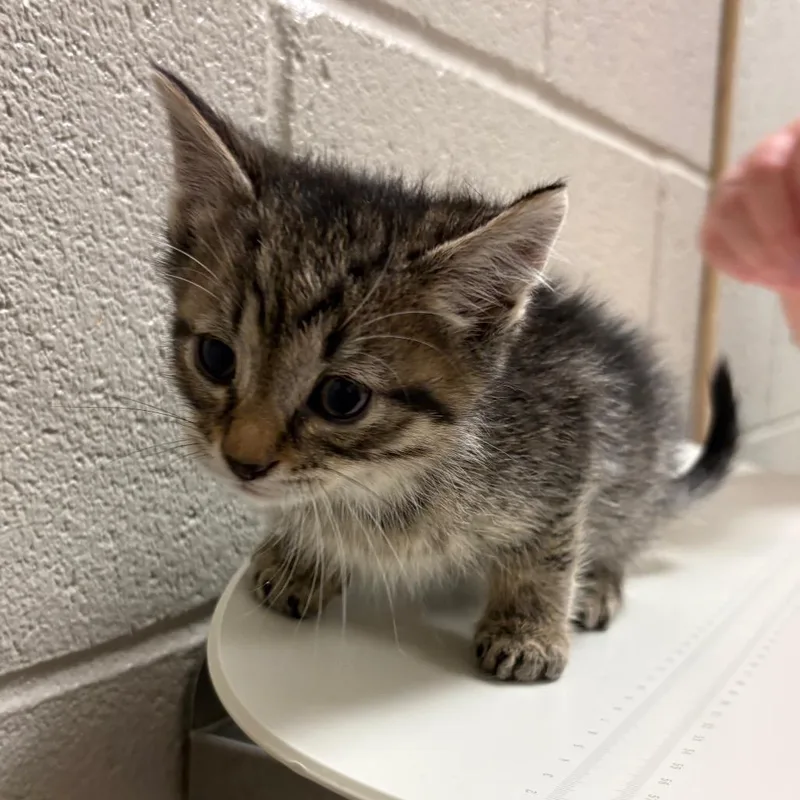 A baby small-sized male Brown / Chocolate Domestic Short Hair cat named Anakin for adoption in Bristol, IN