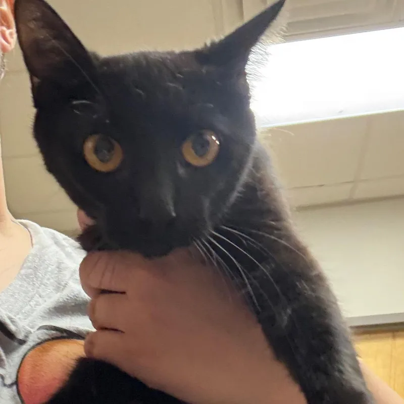 An adult large-sized female Black Domestic Short Hair cat named Sierra U for adoption in Tupelo, MS