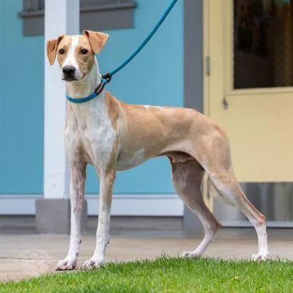 An adult large-sized male Hound dog named Waylon for adoption in Honolulu, HI