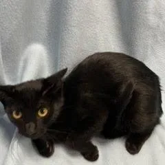 A baby medium-sized female Black Domestic Short Hair cat named Crabgrass for adoption in Green Valley, AZ