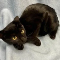 Crabgrass thumbnail 3