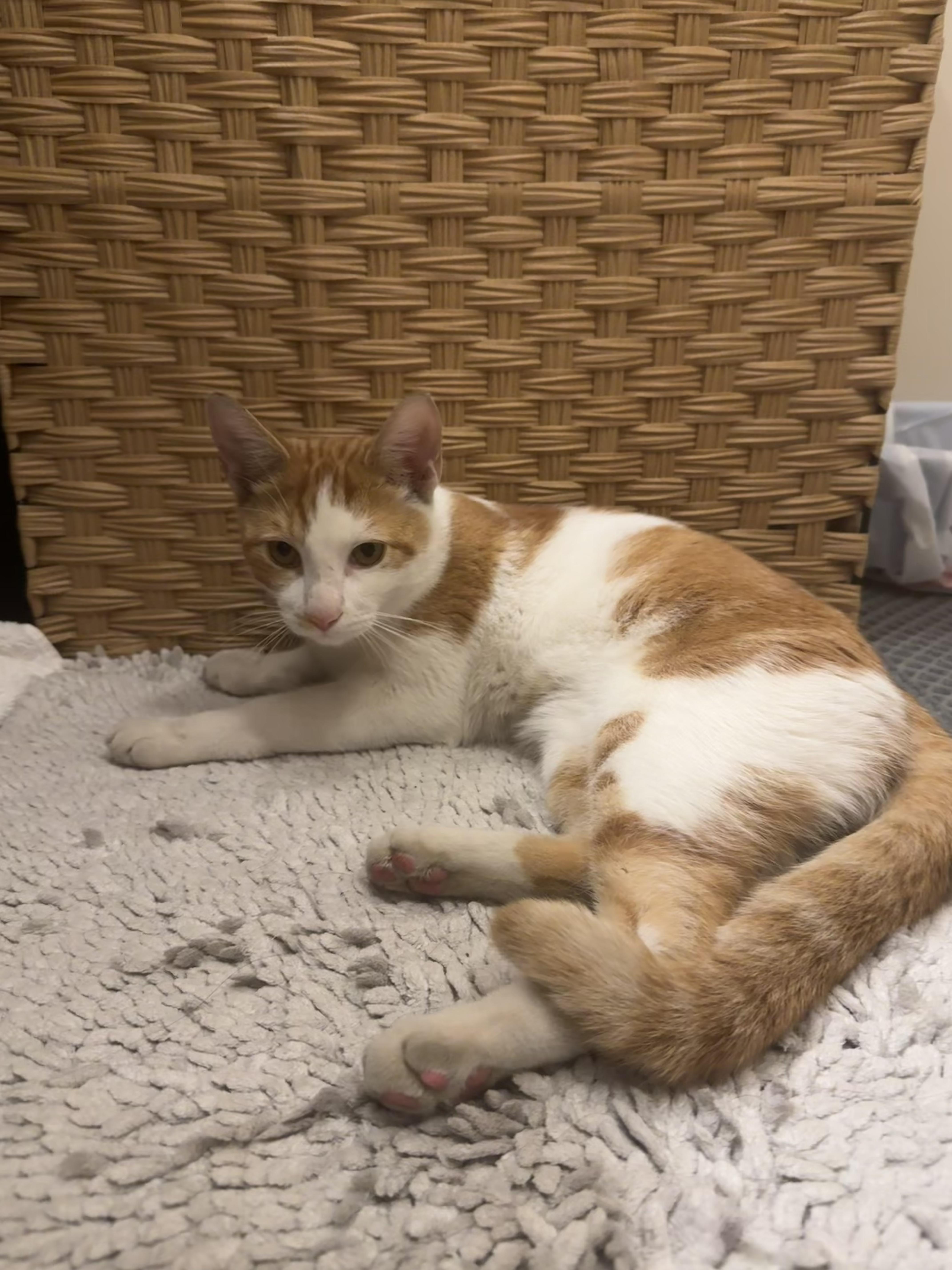 A young medium-sized male Orange & White Domestic Short Hair cat named Nemo for adoption in Bayonne, NJ