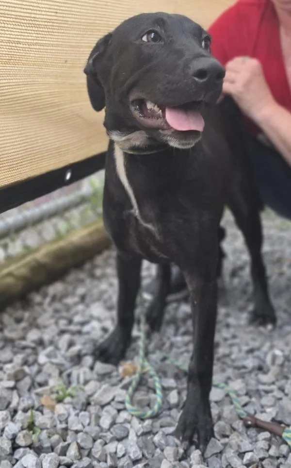 A baby medium-sized male Mixed Breed dog named Brad for adoption in Cleveland, TN