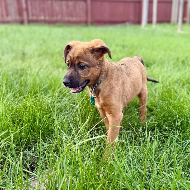 A baby small-sized male Brown / Chocolate Mixed Breed dog named Rook for adoption in Buffalo, MN