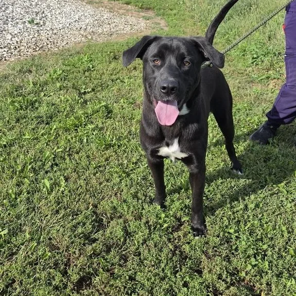 A young large-sized male Black Labrador Retriever dog named Beau for adoption in LEMONT, IL