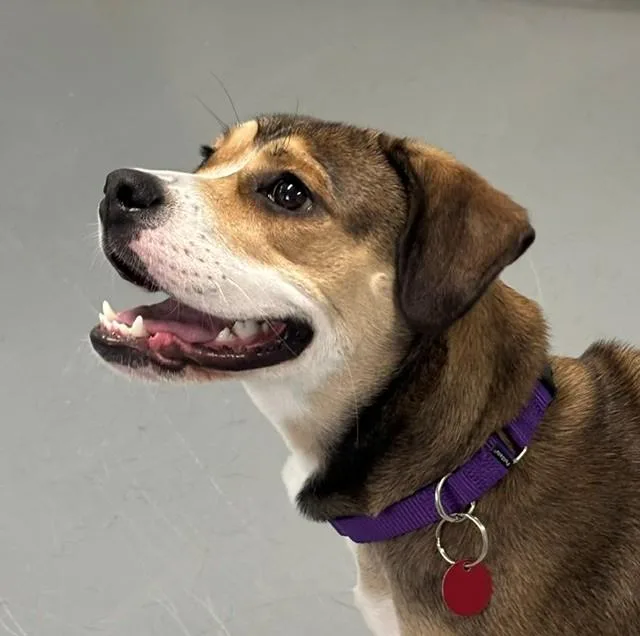 A young medium-sized female Brown / Chocolate Mixed Breed dog named Capri for adoption in Hawk Point, MO
