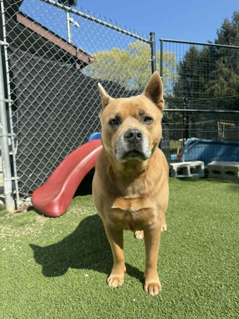 A senior large-sized female Mixed Breed dog named Gena for adoption in Groton, CT