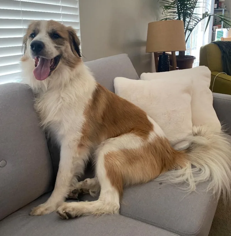 Koda Fka Fortune thumbnail 2