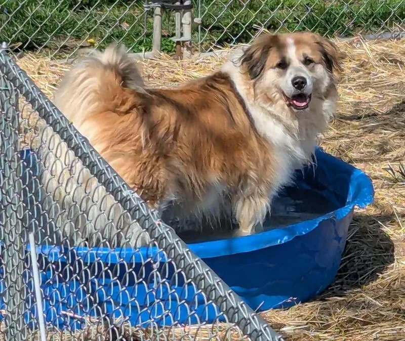 Koda Fka Fortune thumbnail 3