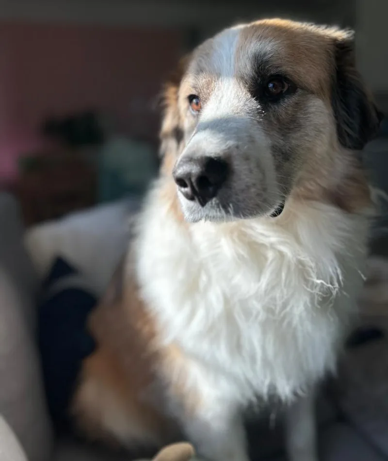 Koda Fka Fortune thumbnail 5