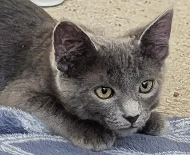 A baby medium-sized male Gray / Blue / Silver Domestic Short Hair cat named Matcha A for adoption in North Highlands, CA