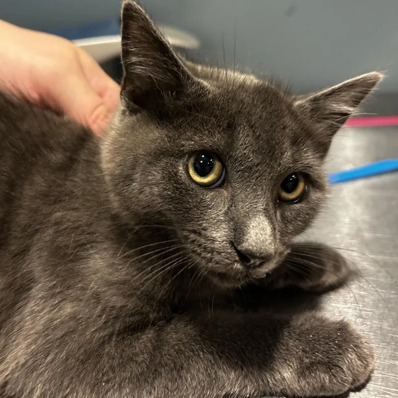 A baby small-sized male Gray / Blue / Silver Domestic Short Hair cat named Octopus for adoption in Chattanooga, TN