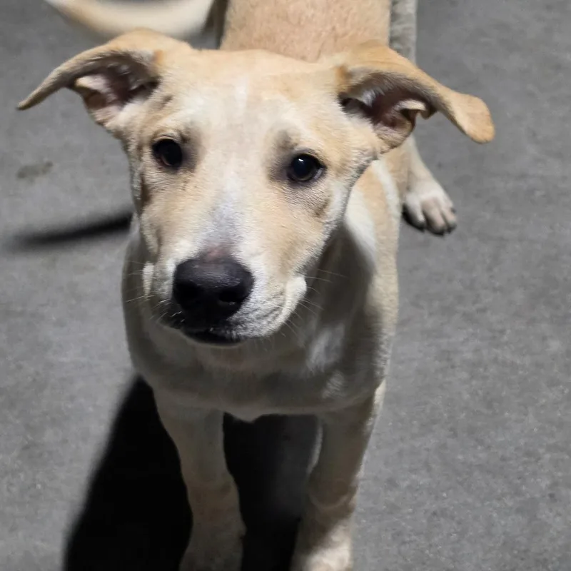 A baby medium-sized female Yellow / Tan / Blond / Fawn Mixed Breed dog named Gwin for adoption in Bismarck, ND