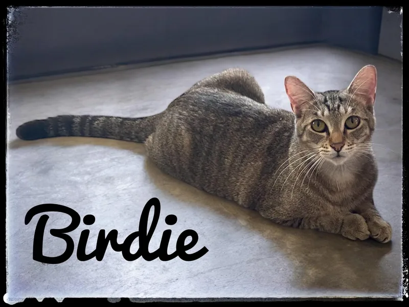 Birdie