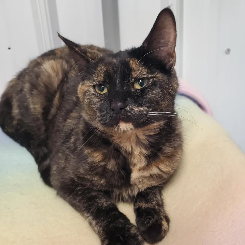 A young medium-sized female Tortoiseshell Domestic Short Hair cat named Debbie for adoption in Marseilles, IL