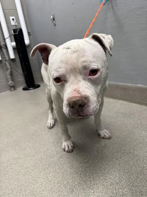 A senior large-sized male Pit Bull Terrier dog named Dulow for adoption in Las Vegas, NV