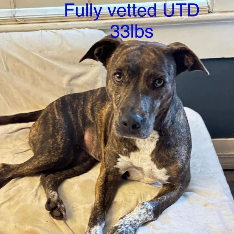 An adult medium-sized female Brindle Mixed Breed dog named Roxanne for adoption in Irvington, AL