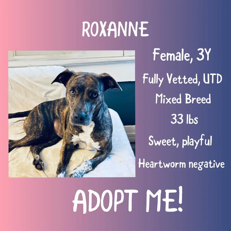 Roxanne thumbnail 2