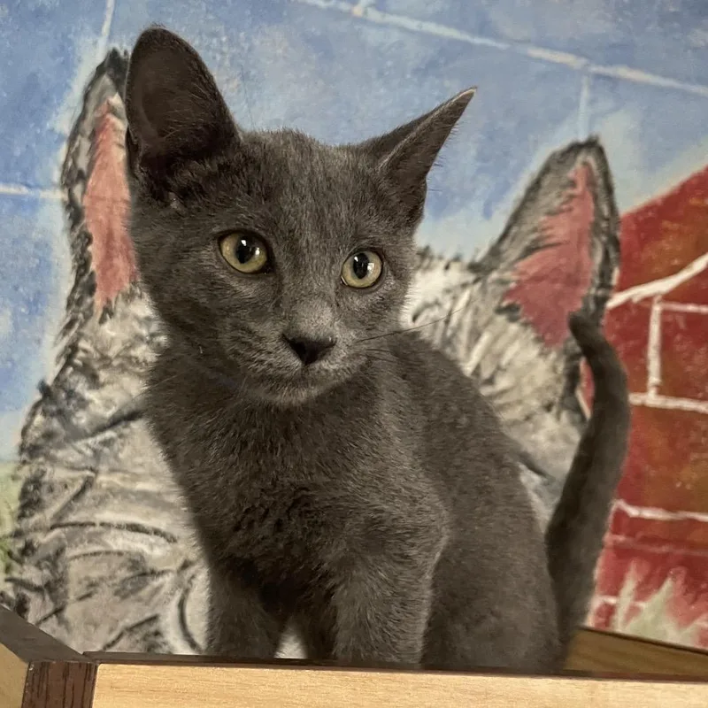 A baby small-sized male Domestic Short Hair cat named Melon for adoption in Laredo, TX
