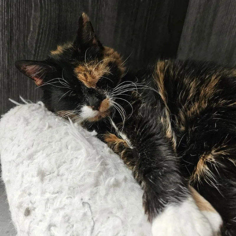A senior large-sized female Calico Domestic Short Hair cat named Firefly for adoption in Lakewood, CO