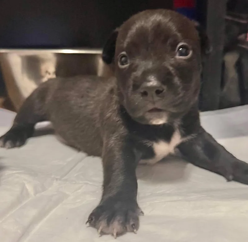 A baby small-sized male Terrier dog named Taz for adoption in Grand Bay, AL