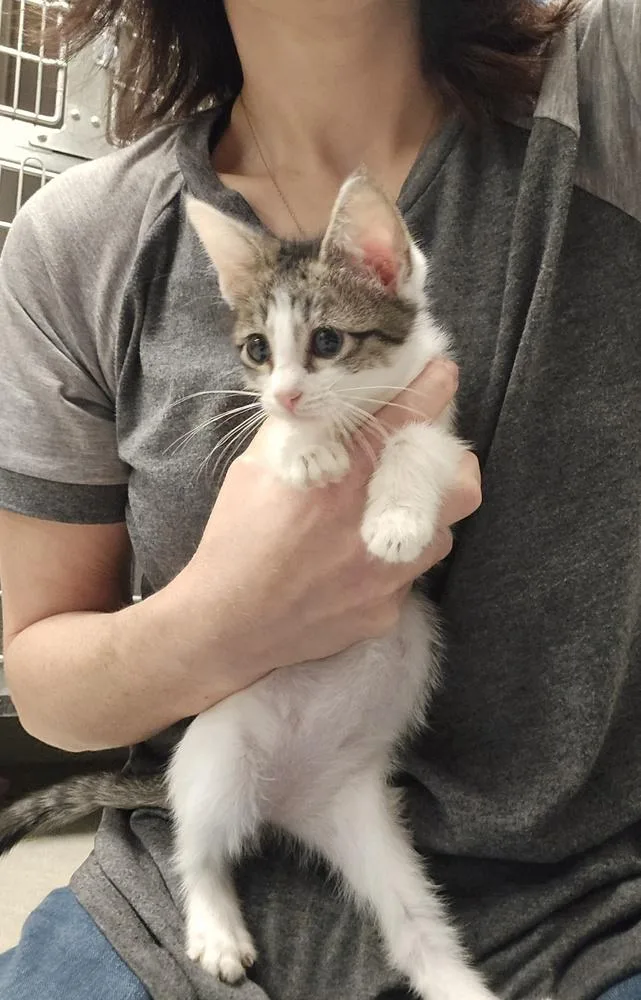 A baby small-sized female Domestic Short Hair cat named Maisie for adoption in Dickson, TN