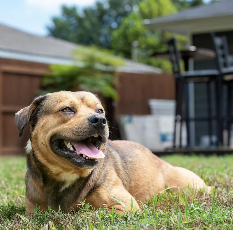 An adult medium-sized male Black English Bulldog dog named Dubai for adoption in Tomball, TX