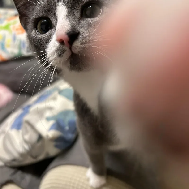 A baby medium-sized male Domestic Short Hair cat named Rocky for adoption in Warwick, RI