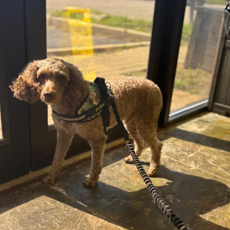 An adult small-sized male Apricot / Beige Poodle dog named Ardie for adoption in Springboro, OH