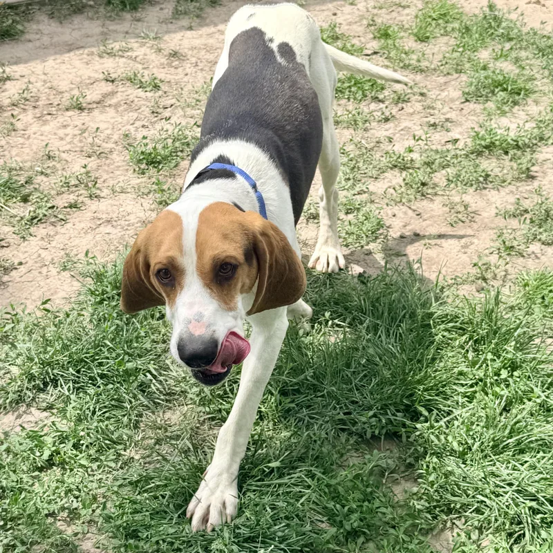 An adult large-sized male Tricolor (Brown, Black, & White) Coonhound dog named Jasper for adoption in Albany, MO