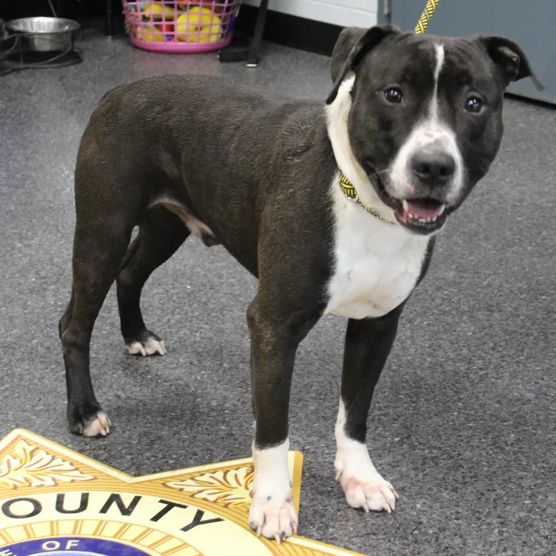 An adult large-sized male Black Pit Bull Terrier dog named Harvey for adoption in Heath, OH