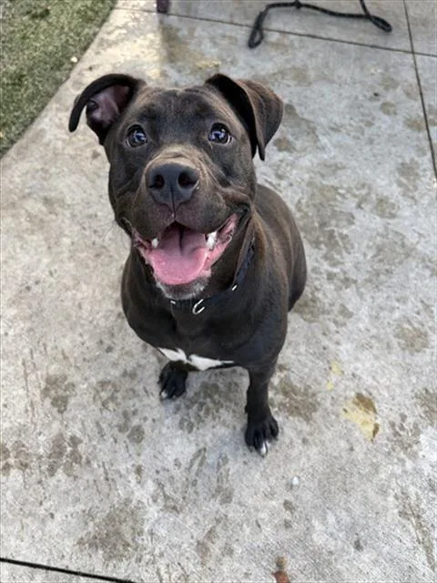 A young large-sized female Terrier dog named Shugga for adoption in Miami, FL