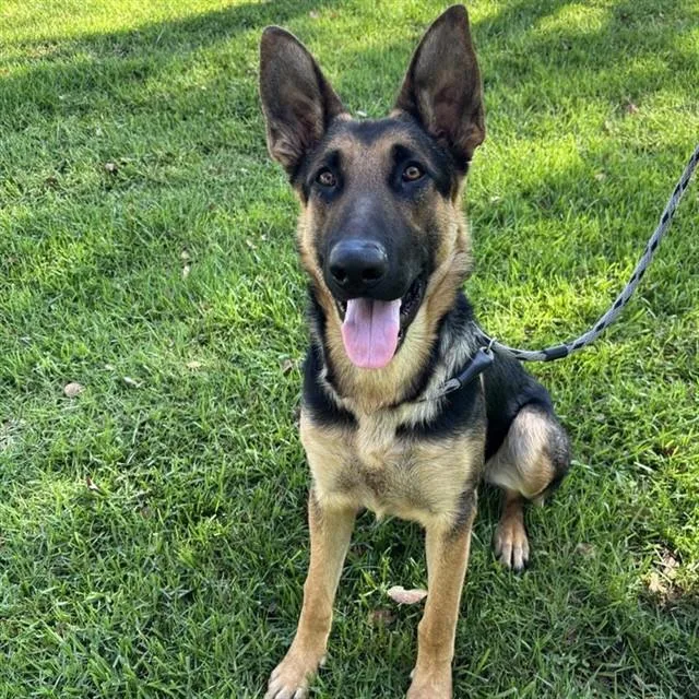 A young large-sized male German Shepherd Dog dog named Major for adoption in Ontario, CA