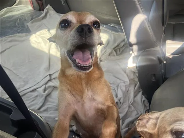 An adult small-sized female Chihuahua dog named Almond for adoption in San Antonio, TX