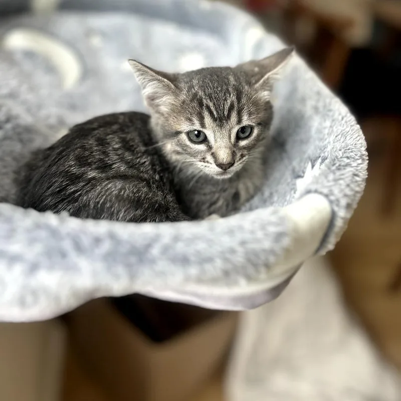 A baby small-sized female Gray / Blue / Silver Domestic Short Hair cat named Bobcat for adoption in Long Beach, CA