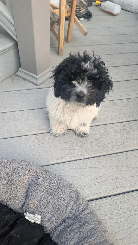 Benjamin