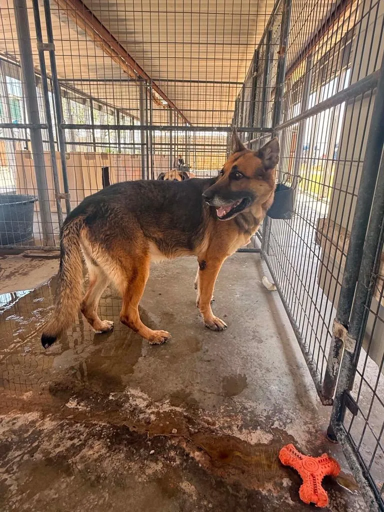 An adult large-sized male German Shepherd Dog dog named Whiskey for adoption in Big Spring, TX
