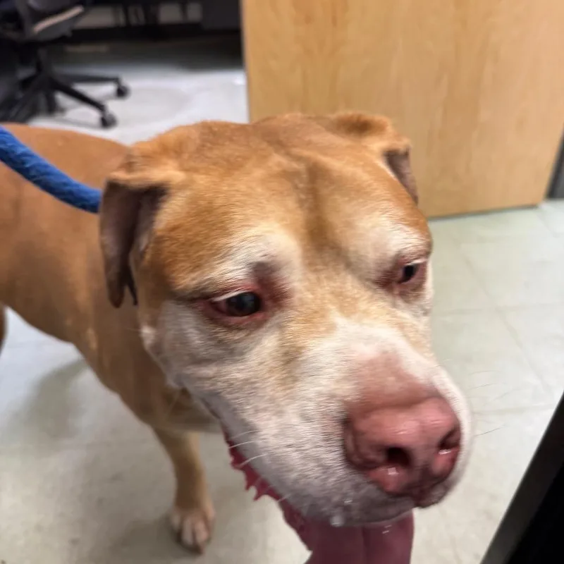 A senior extra large-sized male Yellow / Tan / Blond / Fawn Yellow Labrador Retriever dog named Major for adoption in Philadelphia, PA