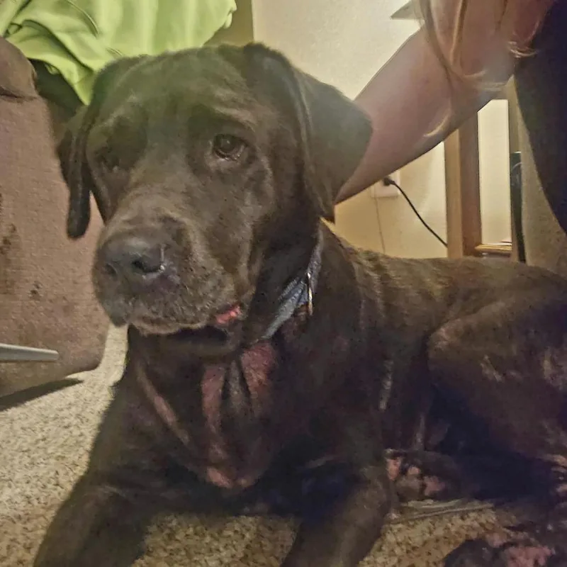 A senior small-sized female Black Labrador Retriever dog named Shadoe D for adoption in Princeton, MN