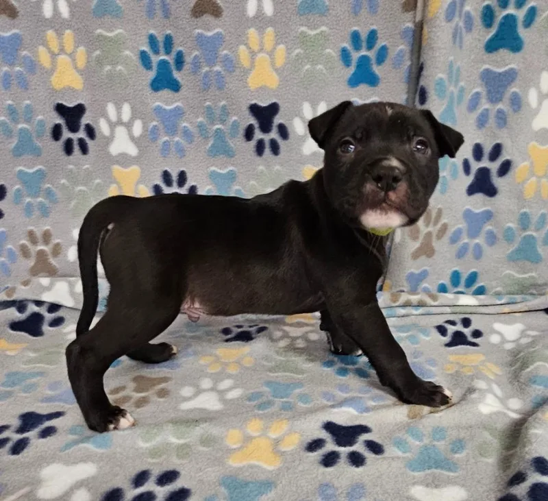 A baby medium-sized male Mixed Breed dog named Froyo for adoption in Wabash, IN