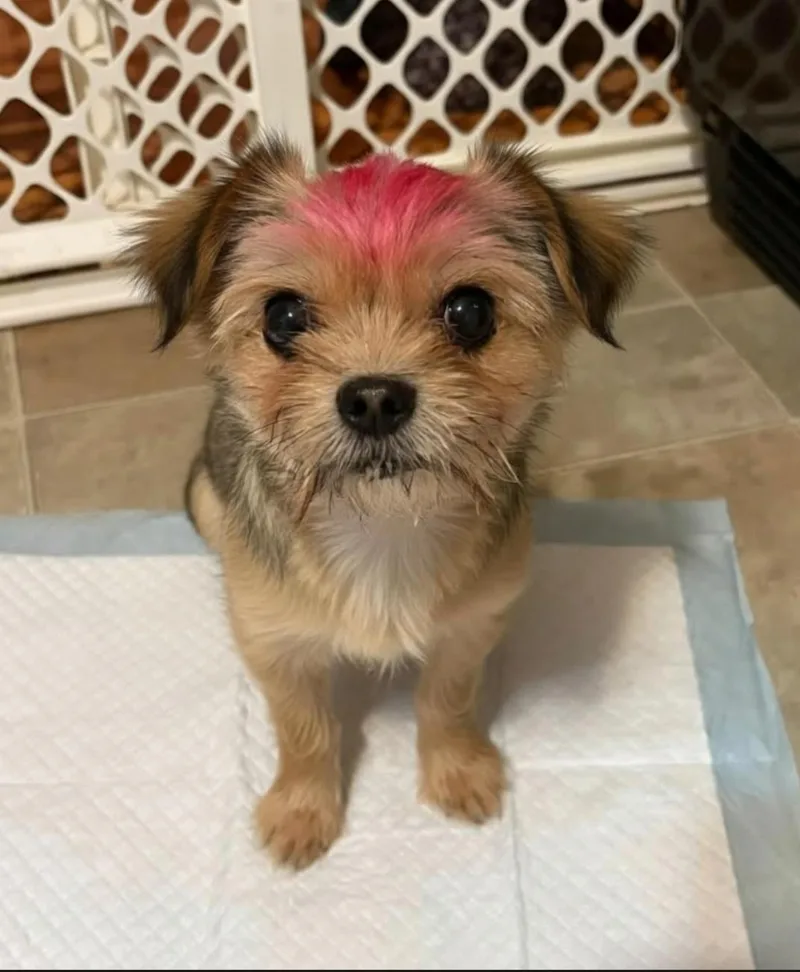 An adult small-sized male Yorkshire Terrier dog named Pluto for adoption in Merrillville, IN