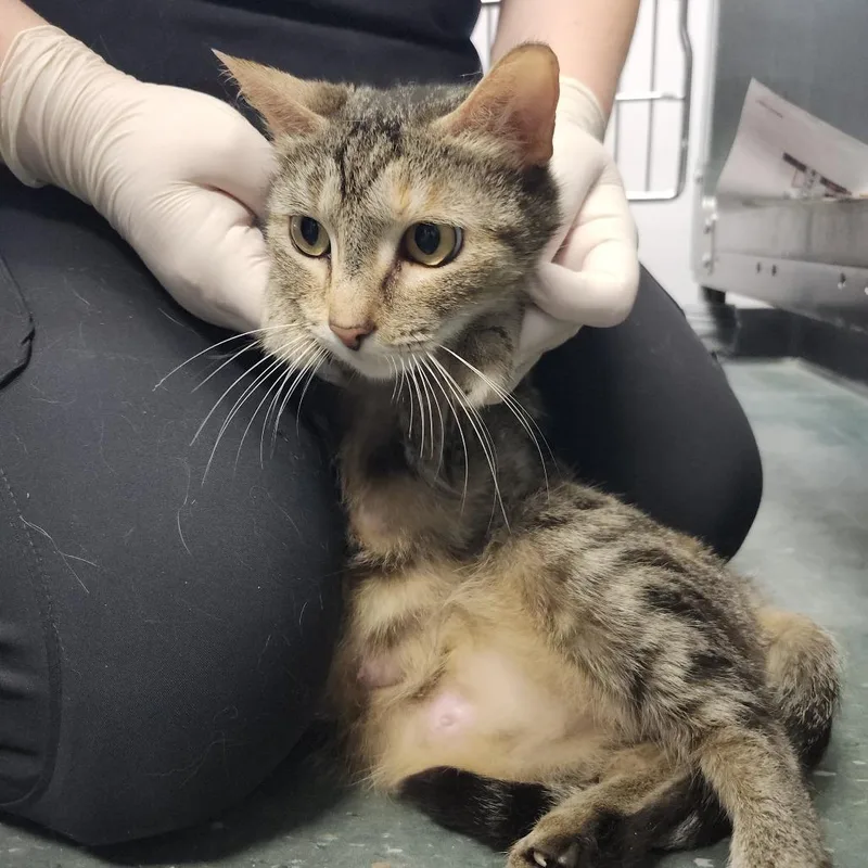A young medium-sized female Brown / Chocolate Domestic Short Hair cat named Della for adoption in Clearwater, FL