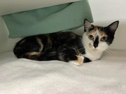 Bindi