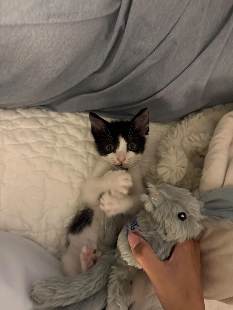 A baby medium-sized male Black & White / Tuxedo Domestic Short Hair cat named Bohdi for adoption in Miami Beach, FL