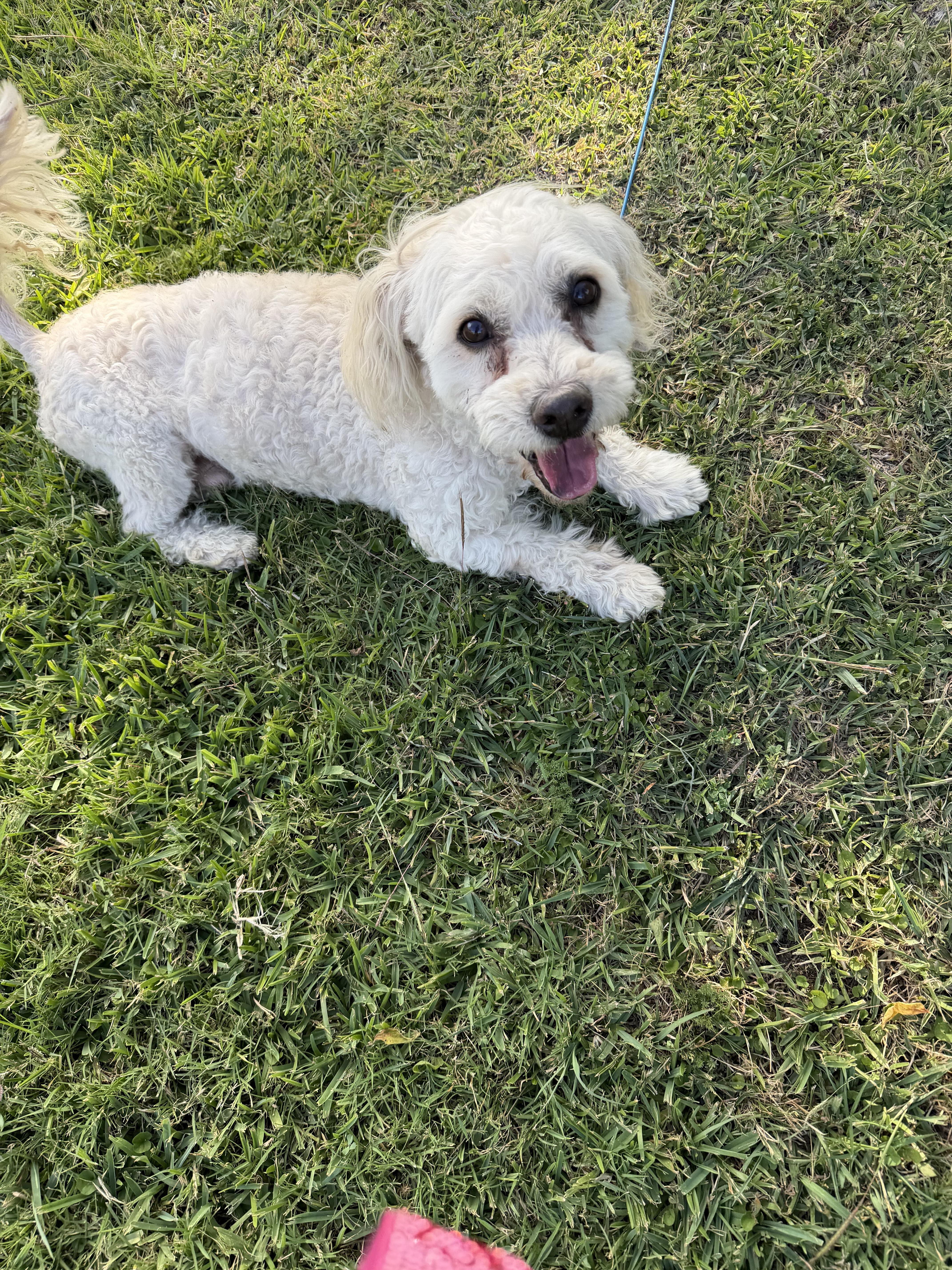 An adult small-sized male Bichon Frise dog named Toby for adoption in Louise, TX