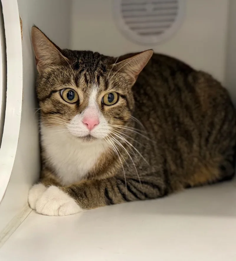 A young medium-sized male Domestic Short Hair cat named Jason for adoption in Columbia, IL