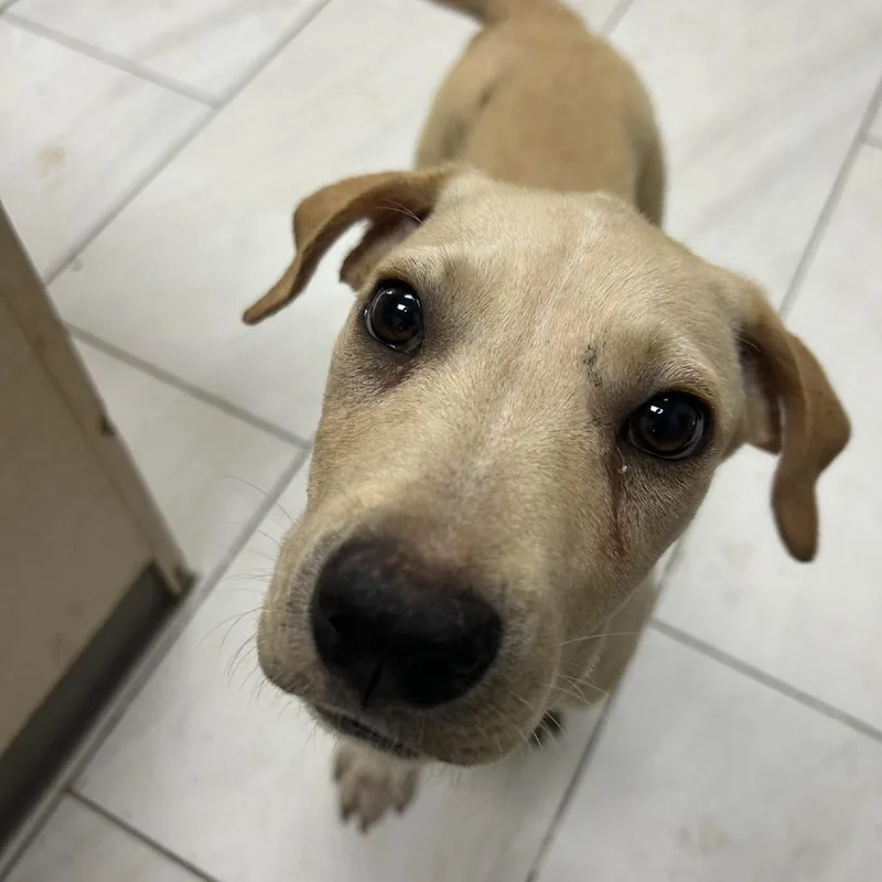 Cujo