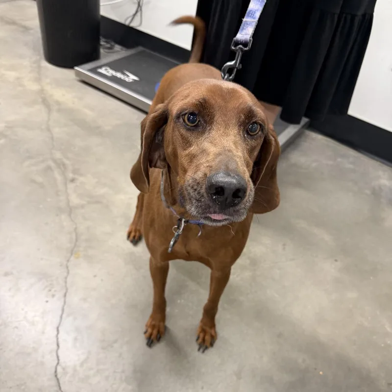 An adult medium-sized female Red / Chestnut / Orange Redbone Coonhound dog named Amber for adoption in Tampa, FL